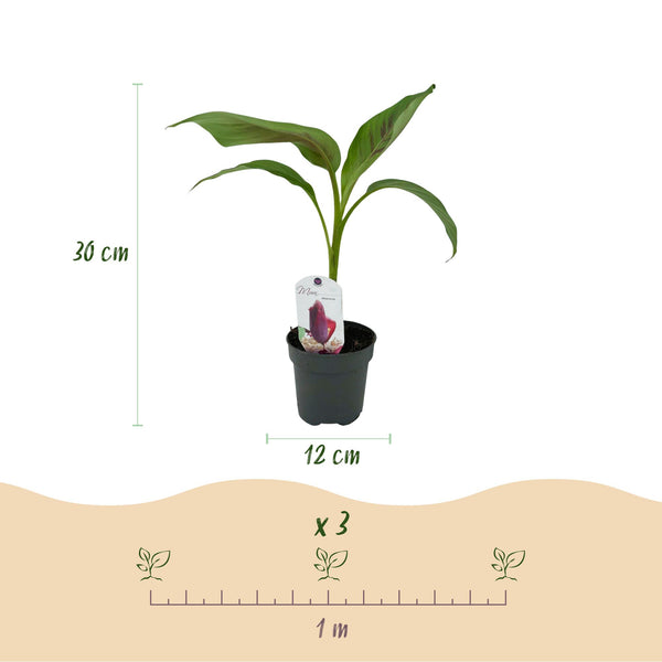 Bananenpflanze ‚Red Tiger' – Musa sikkimensis – Ansicht 3