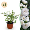 Rose ‚White Fairy' – Rosa