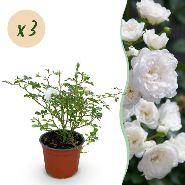 Rose ‚White Fairy' – Rosa