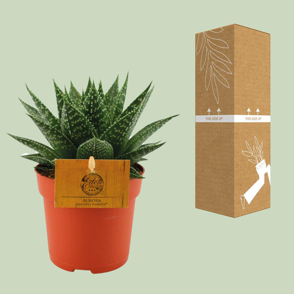 Gasteria-Hybride ‚Aurora' – Ansicht 3