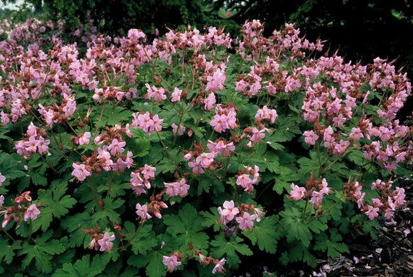 Balkan-Storchschnabel ‚Ingwersen's Variety' – Geranium macrorrhizum – Ansicht 6