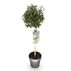 Säckelblume ‚Victoria' Stämmchen – Ceanothus impressus – Ansicht 2