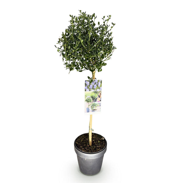Säckelblume ‚Victoria' Stämmchen – Ceanothus impressus – Ansicht 2