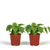 Baumfreund – Philodendron scandens am Rankgitter
