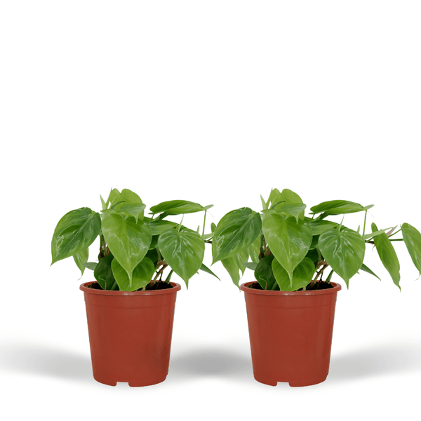 Baumfreund – Philodendron scandens am Rankgitter