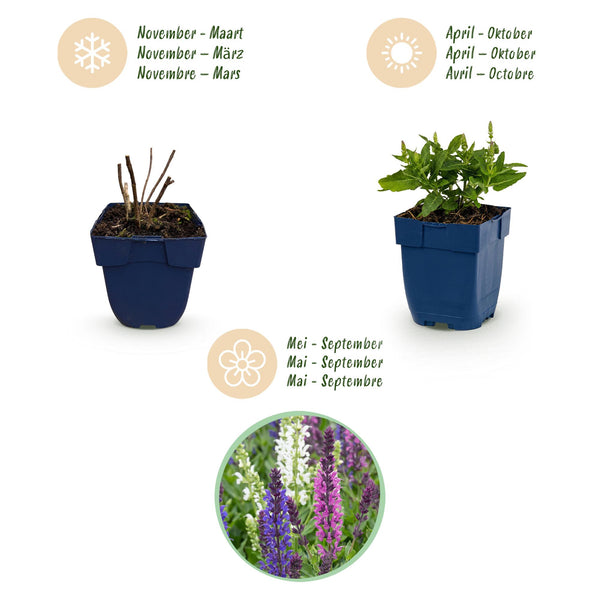 Salbei – Salvia – Ansicht 4