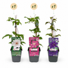 Waldreben-Mix „Tricolour" – Clematis – Ansicht 2