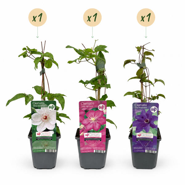 Waldreben-Mix „Tricolour" – Clematis – Ansicht 2