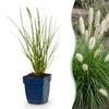 Lampenputzergras ‚Little Bunny' – Pennisetum alopecuroides