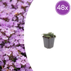 Frühblühender Thymian ‚Purple Beauty' – Thymus praecox
