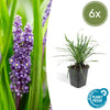 Lilientraube ‚Big Blue' – Liriope muscari – 6 Stück