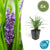 Lilientraube ‚Big Blue' – Liriope muscari – 6 Stück