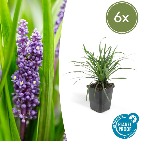 Lilientraube ‚Big Blue' – Liriope muscari – 6 Stück