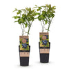 Heidelbeere ‚Patriot' – Vaccinium corymbosum – Ansicht 2