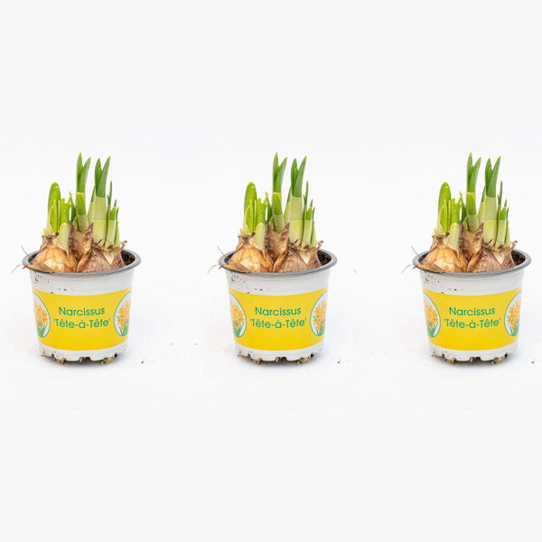 Narzisse ‚Tête-à-Tête' – Narcissus