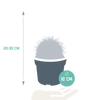 Goldkugelkaktus – Echinocactus grusonii – Ansicht 2