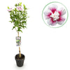 Garteneibisch Stämmchen ‚Starburst Chiffon' – Hibiscus syriacus