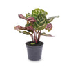 Pfauenkorbmarante – Calathea makoyana – Ansicht 3