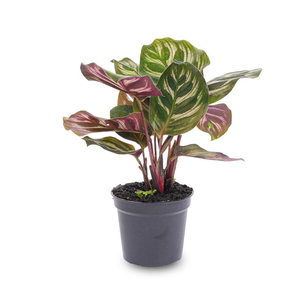 Pfauenkorbmarante – Calathea makoyana – Ansicht 3