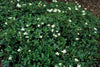 Dreizähniges Fingerkraut ‚Nuuk' – Potentilla tridentata – Ansicht 3