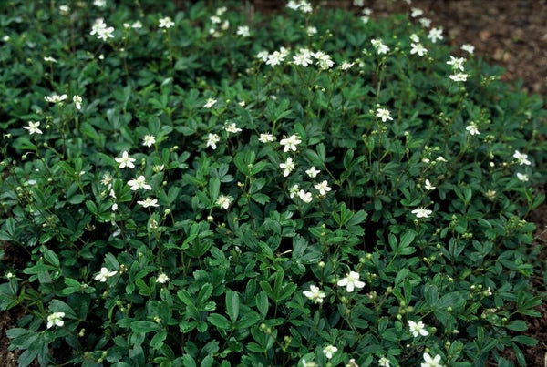 Dreizähniges Fingerkraut ‚Nuuk' – Potentilla tridentata – Ansicht 3