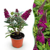 Schmetterlingsstrauch ‚Butterfly Candy Little Ruby' – Buddleja davidii