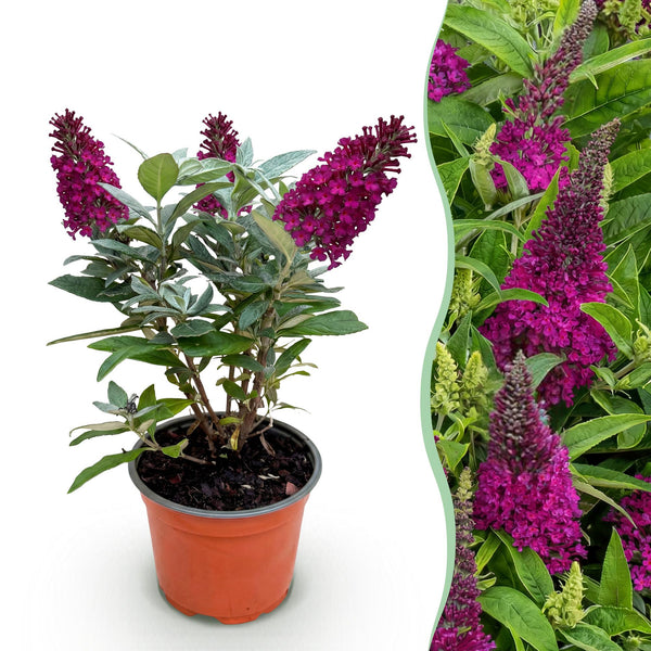 Schmetterlingsstrauch ‚Butterfly Candy Little Ruby' – Buddleja davidii