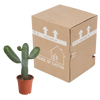 Feigenkaktus – Opuntia consolea – Ansicht 4