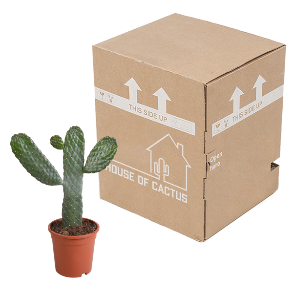 Feigenkaktus – Opuntia consolea – Ansicht 4