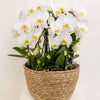 Bewässerungseinlage mit Wasserreservoir für Orchideenschale „Field Bouquet“ inkl. 3 Dochte – Ansicht 3