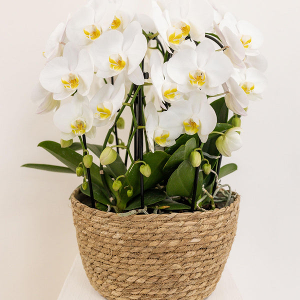 Bewässerungseinlage mit Wasserreservoir für Orchideenschale „Field Bouquet“ inkl. 3 Dochte – Ansicht 3