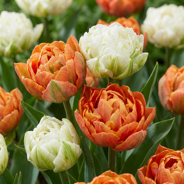 Tulpe ‚Candle Light' – Tulipa – 12 Stück