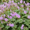 Storchschnabel ‚Cambridge' – Geranium cantabrigiense – Ansicht 5