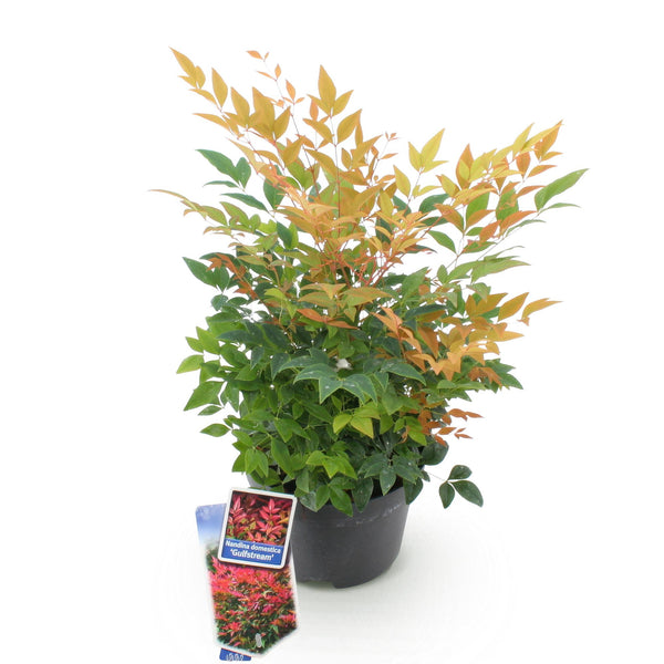 Himmelsbambus ‚Gulfstream' – Nandina domestica – Ansicht 2