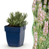 Lavendel ‚Rosea' – Lavandula angustifolia – 1 Stück