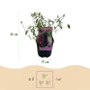 Schmetterlingsstrauch ‚Tricolour' – Buddleja davidii – Ansicht 3