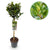 Lorbeer Stämmchen – Laurus nobilis – Ø 19 cm · 90 cm
