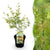 Japanischer Ahorn ‚Metamorphosa' – Acer palmatum – Ø 19 cm · 70 cm, 1 Stück