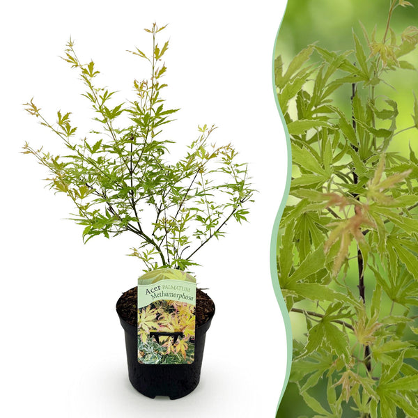 Japanischer Ahorn ‚Metamorphosa' – Acer palmatum – Ø 19 cm · 70 cm, 1 Stück
