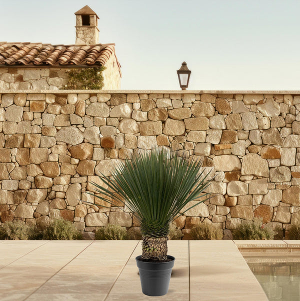 Palmlilie – Yucca rostrata – Ansicht 3