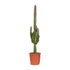 Dreikantige Wolfsmilch ‚Rubra' – Euphorbia trigona