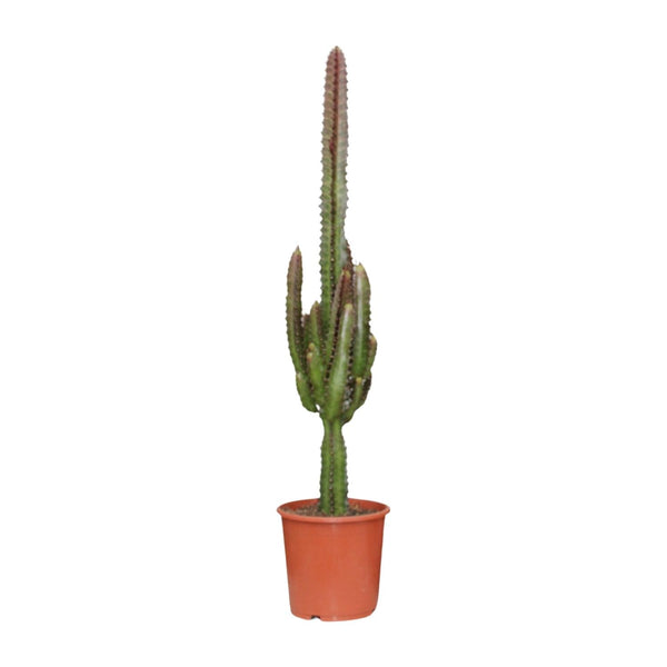 Dreikantige Wolfsmilch ‚Rubra' – Euphorbia trigona