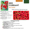 Obstpflanzen-Set „Früchte-Oase" – 5 verschiedene BIO-Obstpflanzen – Ansicht 3