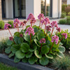 Bergenie – Bergenia cordifolia – Ansicht 6