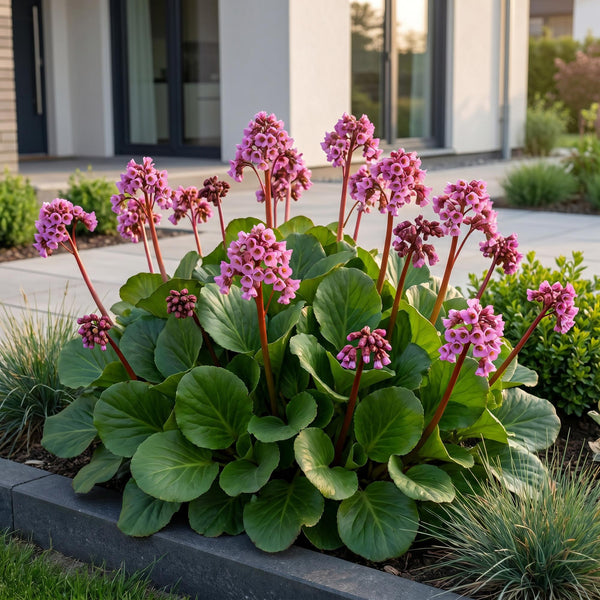 Bergenie – Bergenia cordifolia – Ansicht 6