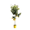 Zitronenbaum – Citrus limon – Ø 30 cm · 150 cm