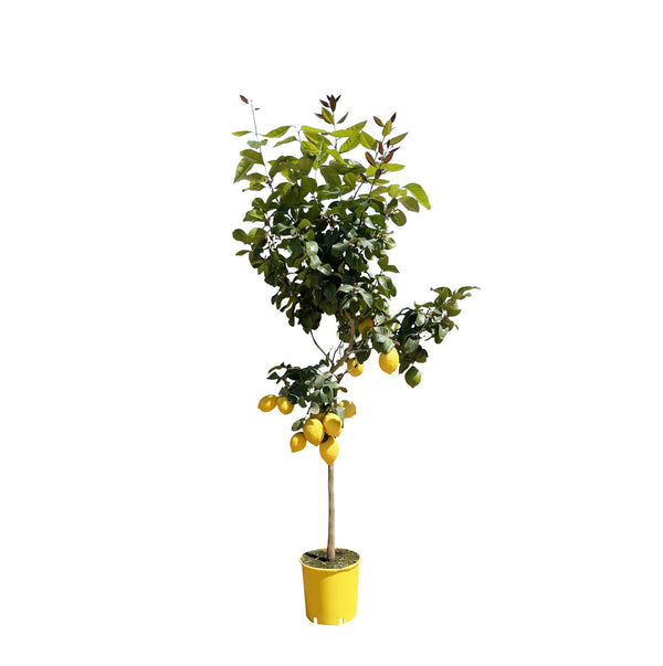 Zitronenbaum – Citrus limon – Ø 30 cm · 150 cm
