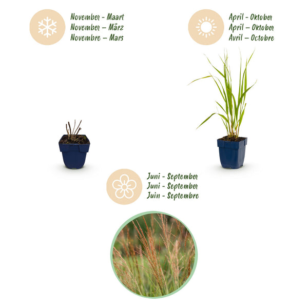 Pfeifengras ‚Heidebraut' – Molinia caerulea – Ansicht 4