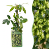 Hopfen ‚Nordbrau' – Humulus lupulus