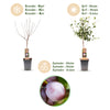 Pflaumenbaum ‚Opal' – Prunus domestica – Ansicht 4